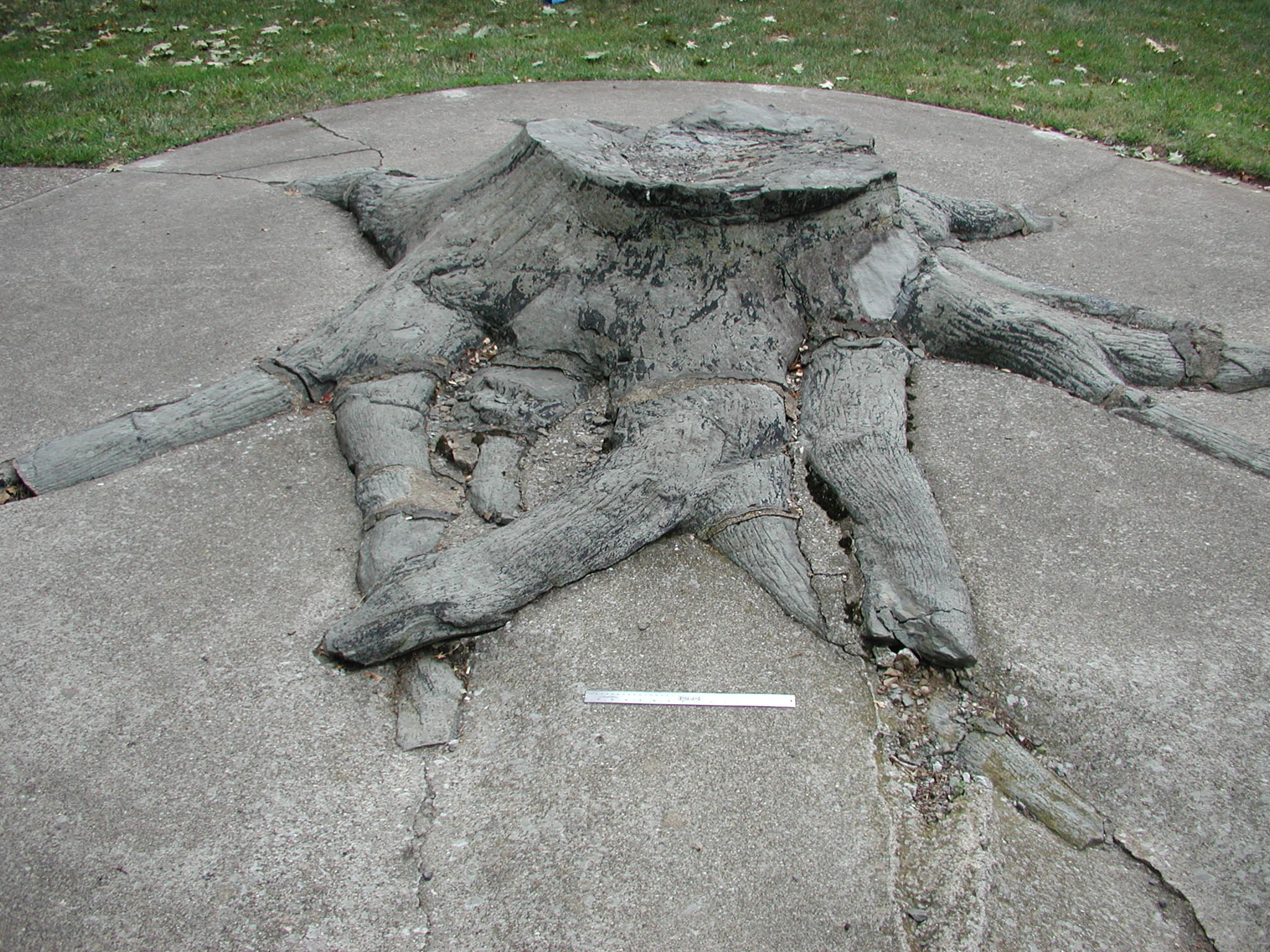 Upright (Standing) Fossil Tree Stumps, Fossils, Kentucky Geological